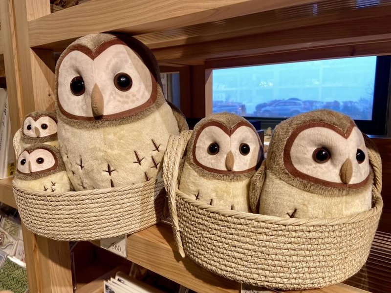 農業部林業及自然保育署宜蘭分署近年於太平山國家森林遊樂區，推出在地限定的灰林鴞絨毛娃娃布偶家族，有大中小3種尺寸，廣受遊客歡迎。（宜蘭分署提供）中央社記者沈如峰傳真　115年2月15日