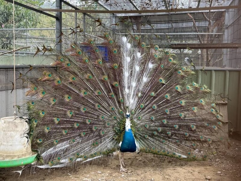 民間繁殖達人范進軒歷時8年自然繁殖培育出「青花瓷孔雀」，羽色層次豐富，宛如青花瓷器般的潑墨與紋理，孔雀開屏時各角度呈現不同視覺效果、顏色變化，相當吸睛。（范進軒提供）中央社記者管瑞平傳真　115年2月15日