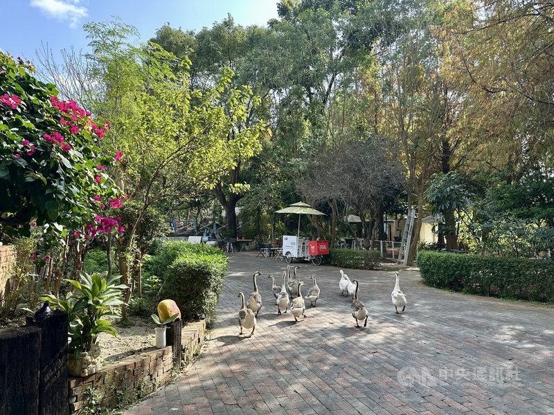 彰化縣大村鄉花樹銀行占地約0.8公頃，創辦人郭俊銀讓民眾免費寄養樹木，園區目前已種植近萬棵樹，期盼打造綠色療癒基地。中央社記者鄭維真攝　115年2月15日