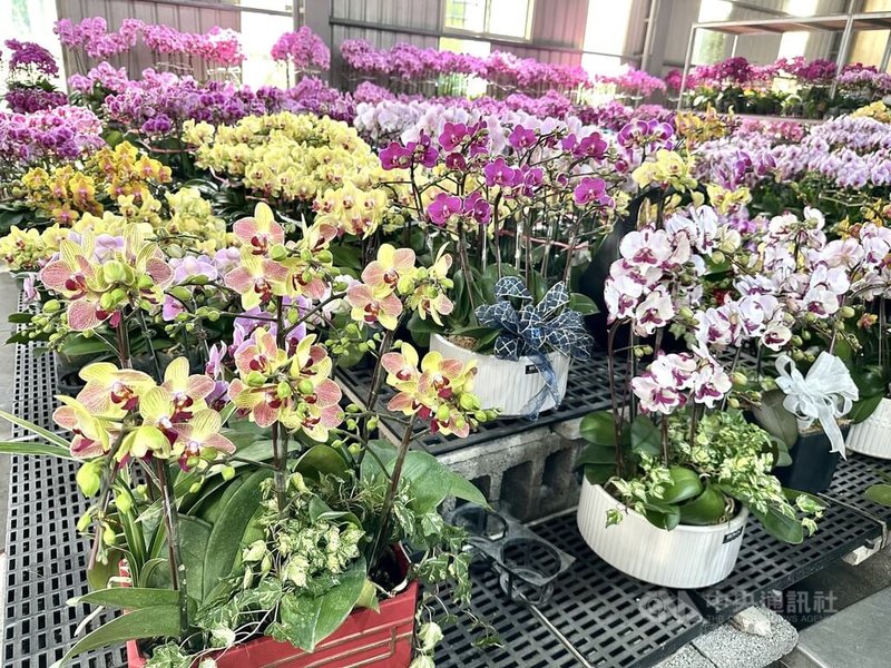 彰化縣田尾鄉花卉園藝業者鑑於蘭花在春節期間買氣佳,主打桌上型蘭花盆栽,適合空間不大家庭。中央社記者鄭維真攝 115年2月15日