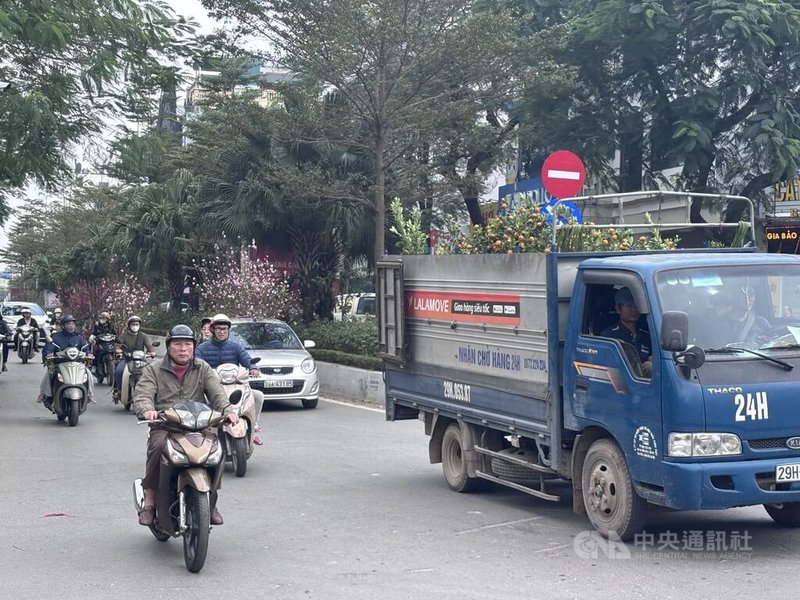 春節到，河內街邊與車陣中隨處可見綁著花卉樹枝的車輛，為春節期間的獨特文化與城市地景。有時機車後座的金桔樹體積龐大，有危險駕駛的疑慮。中央社記者曾婷瑄河內攝　115年2月15日