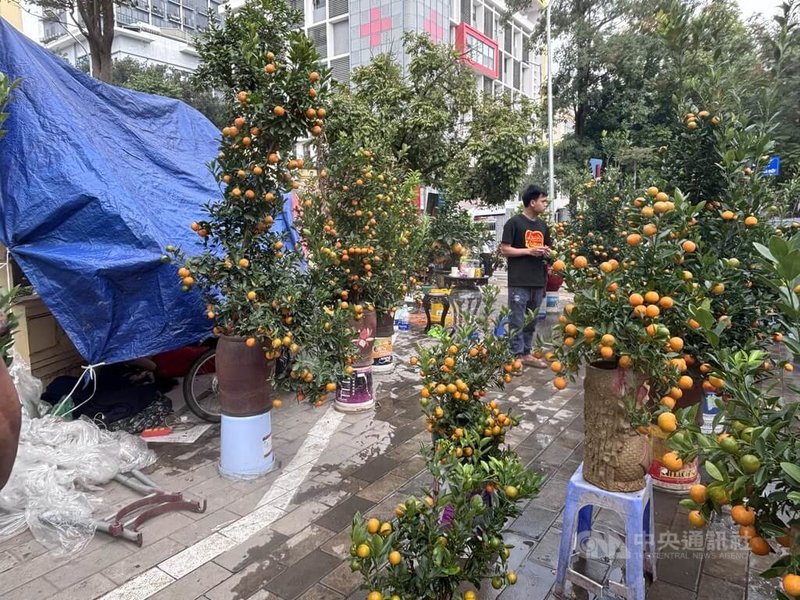 河內市政府在春節期間設置了80多個年節限定的臨時花市，包括多條人行道，也在春節前化身約一公里長的花市。期間攤販晚上不回家，都睡在一旁的簡易帳篷內。中央社記者曾婷瑄河內攝　115年2月15日