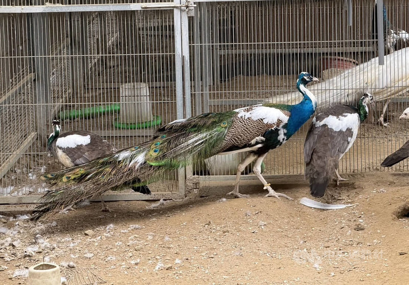 民間繁殖達人范進軒長期投入珍稀觀賞禽類飼養、繁殖與研究，歷時8年自然繁殖培育出「青花瓷孔雀」，是由藍孔雀突變而來的特殊色系。中央社記者管瑞平攝　115年2月15日