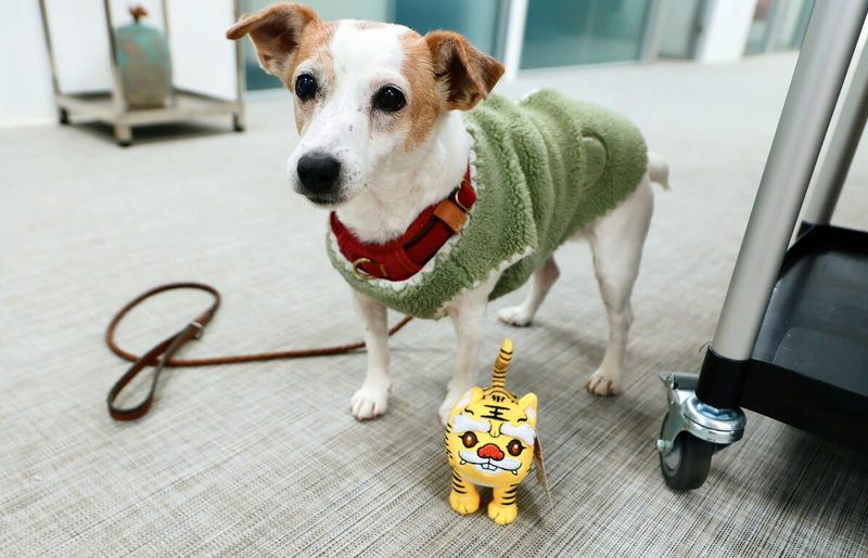 高雄市長陳其邁替前總統蔡英文的毛小孩準備「蜜柑萌虎」玩偶。（蔡英文辦公室提供）中央社記者葉素萍傳真　115年2月15日