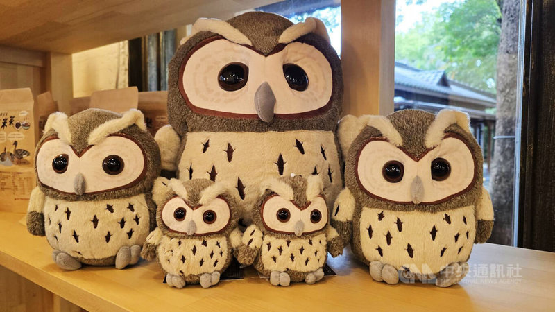 農業部林業及自然保育署宜蘭分署近年於羅東林場，推出多樣化在地限定的領角鴞文創商品，其中領角鴞絨毛娃娃布偶家族相當討喜，尺寸有大中小3種，藉以宣導生態保育理念。中央社記者沈如峰攝　115年2月15日