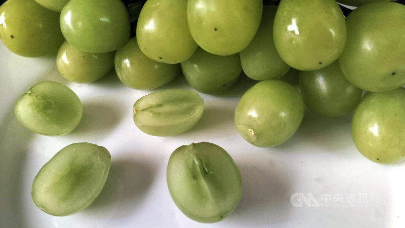 農業部農糧署介紹，無籽水果有些是雜交育種而來，常見於桶柑、芭樂；也有些透過生長調節，應用植物性荷爾蒙處理，例如無籽葡萄。中央社記者汪淑芬攝　115年2月15日