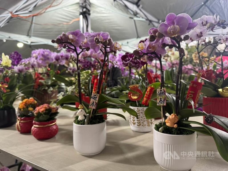 位於新竹市立田徑場旁的新竹假日花市湧現採買人潮，有業者建議可在過年期間在家中擺放蝴蝶蘭，其優雅花姿寓意「幸福來臨」。中央社記者魯鋼駿攝　115年2月16日