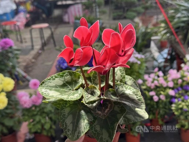 位於新竹市立田徑場旁的新竹假日花市湧現採買人潮，有業者建議可在過年期間在家中擺放仙客來，寓意「請神仙來作客」，象徵喜慶、吉祥與歡樂。中央社記者魯鋼駿攝　115年2月16日