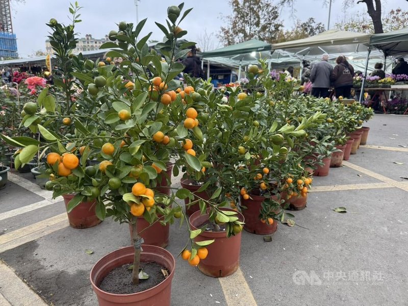 位於新竹市立田徑場旁的新竹假日花市湧現採買人潮，有業者建議可在過年期間在家中種植金桔樹，象徵大吉大利、金玉滿堂。中央社記者魯鋼駿攝　115年2月16日
