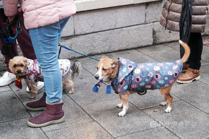 西班牙2026年冬天天氣特別差，1月至今9場風暴接連而來，持續的雲層覆蓋使2026年1月成為30年來日照最短的1月，深深打擊西班牙「陽光普照」的名聲。不只熱愛曬太陽的西班牙人受不了，連「西班牙狗」都對天天穿雨衣出門感到疲倦與鬱悶。中央社記者胡家綺馬德里攝　115年2月16日