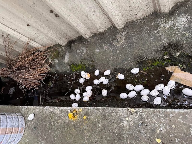 綠鬣蜥氾濫，屏東去年移除逾13萬隻，民眾認為綠鬣蜥每次可產下約60顆蛋，應將移除綠鬣蜥蛋也納入獎勵制度，從根本移除。（屏東縣議員洪宗麒提供）中央社記者李卉婷傳真　115年2月17日