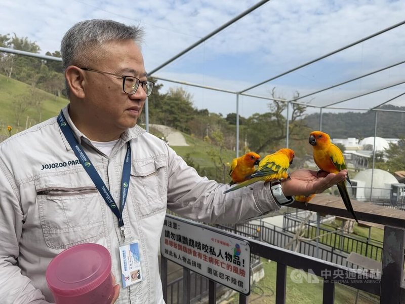 南投縣「九九峰動物樂園」是鳥類主題園區,其中在「鸚舞森林」能與成群金太陽錐尾鸚鵡近距離互動(圖),很受旅客歡迎。中央社記者蕭博陽攝 115年2月17日