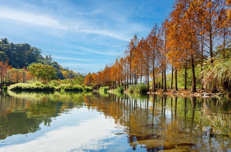 桃園大溪月眉人工濕地是著名「賞松景點」，週邊種植了近370棵落羽松，預計在春節期間達到盛紅美景。（水務局提供）中央社記者葉臻傳真 115年2月17日