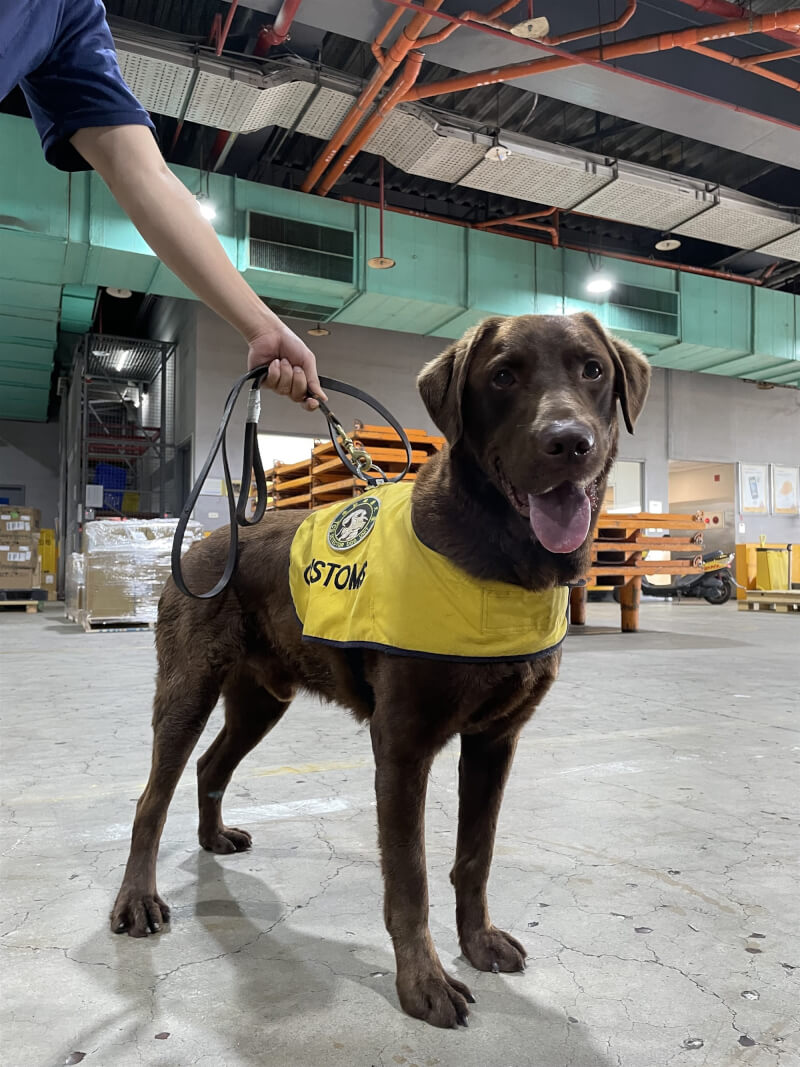 緝毒犬Rafa擁有罕見的咖啡色毛色。（財政部關務署提供）中央社記者呂晏慈傳真　115年2月17日