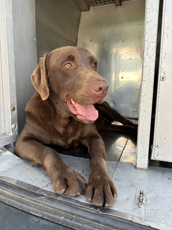 緝毒犬Rafa已經滿7歲了。（財政部關務署提供）中央社記者呂晏慈傳真　115年2月17日