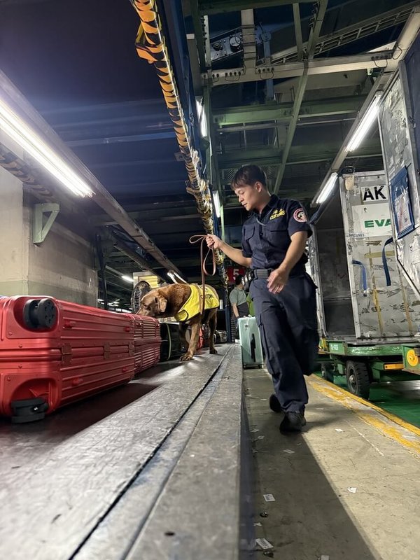 緝毒犬Rafa在執行勤務時嗅聞行李箱。（財政部關務署提供）中央社記者呂晏慈傳真　115年2月17日