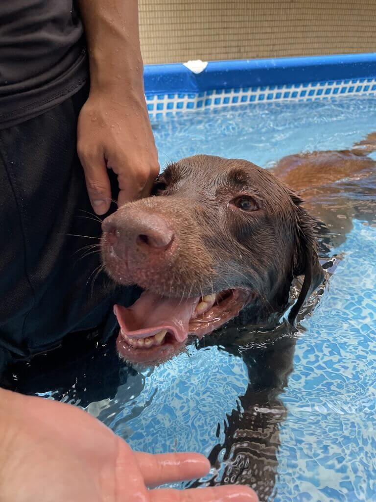 緝毒犬Rafa在領犬員的引導下進行水中活動。（財政部關務署提供）中央社記者呂晏慈傳真　115年2月17日