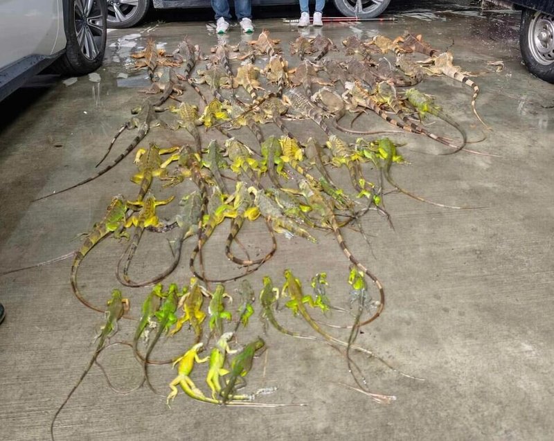 綠鬣蜥氾濫，屏東去年移除量逾13萬隻創當地新高，也居全國之冠。（屏東縣議員洪宗麒提供）中央社記者李卉婷傳真 115年2月17日