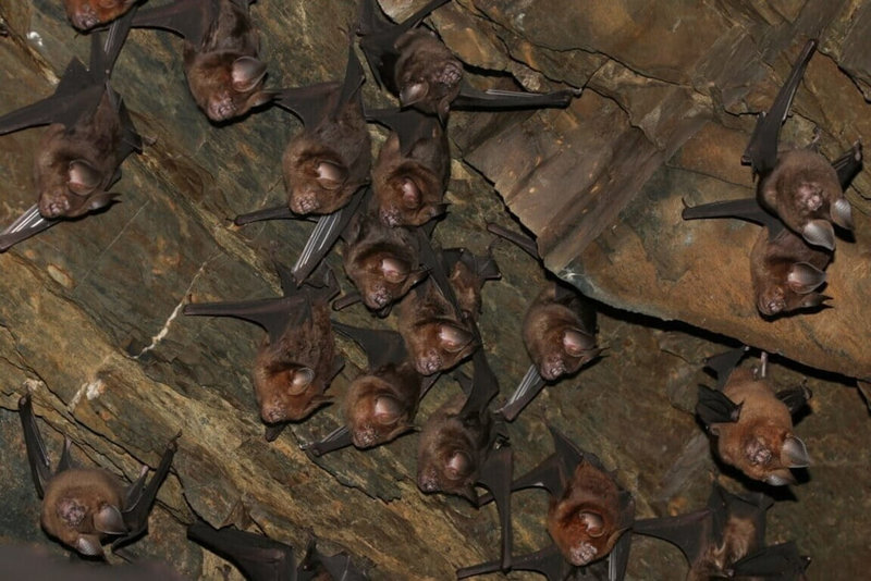 壽山國家自然公園的洞穴與森林環境，是蝙蝠等夜行性動物重要棲地。（國家自然公園管理處提供）中央社記者蔡孟妤傳真  115年2月18日