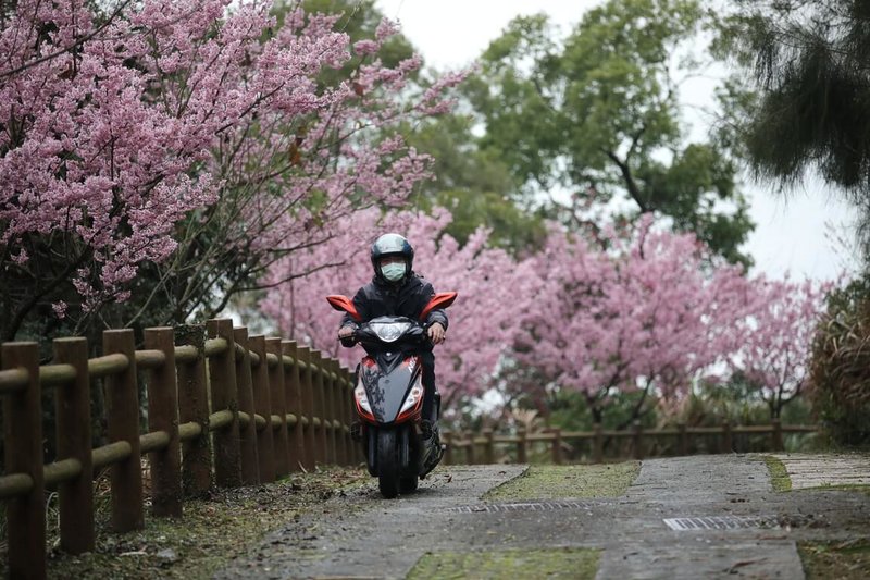 連江縣政府於南竿鄉種植大片櫻花，近年生長狀況良好，民國115年預計2月中旬起迎來盛開。圖為114年櫻花盛開情形。（王建華提供）中央社記者潘欣彤傳真　115年2月18日