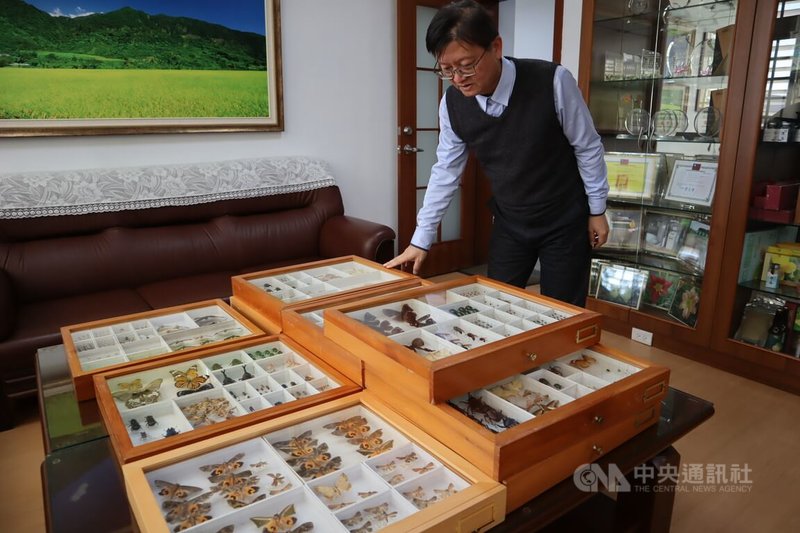 花蓮區農業改良場長楊大吉（圖）是昆蟲博士，過去擔任研究員時耗費10多年製作大量昆蟲標本，他受訪時展示收藏較完好的部分標本，說明除作為研究外，也供生命教育、環境教育之用。中央社記者李先鳳攝　115年2月18日