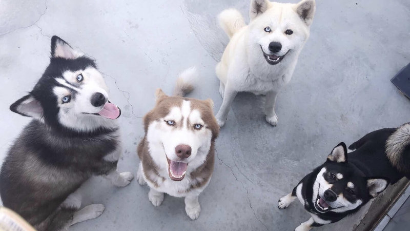 民進黨立委莊瑞雄多年前母親過世，為了幫父親找個伴，領養了「4狗1貓」為家中、服務處、國會辦公室增添滿滿的人氣。（立委莊瑞雄國會辦公室提供）中央社記者溫貴香傳真　115年2月18日