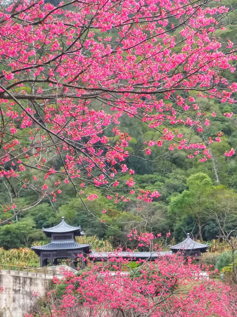 連江縣政府於南竿勝天公園、儲水澳水庫、勝天亭、津沙公園等處種植山櫻花與粉紅佳人、富士櫻、吉野櫻等櫻花品種，預估民國115年開花時節約在2月中旬至3月上旬。圖為114年櫻花盛開情形。（王建華提供）中央社記者潘欣彤傳真　115年2月18日