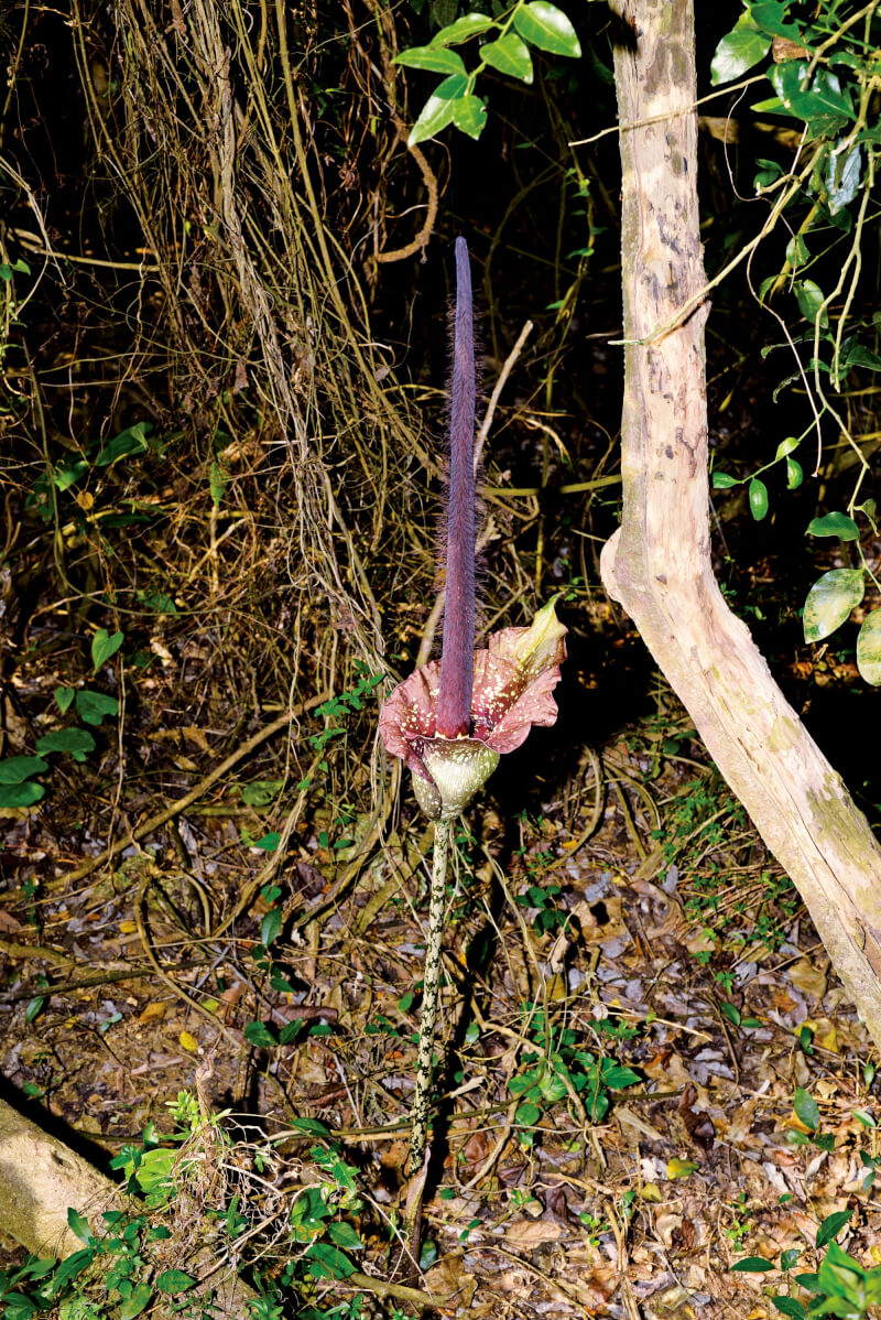壽山國家自然公園內有密毛魔芋與台灣魔芋等植株，自管處近年曾進行調查，結果不如預期，僅3個樣區調查到魔芋植株，決定自民國115年起展開更長時間調查。（國家自然公園管理處提供）中央社記者蔡孟妤傳真　115年2月18日