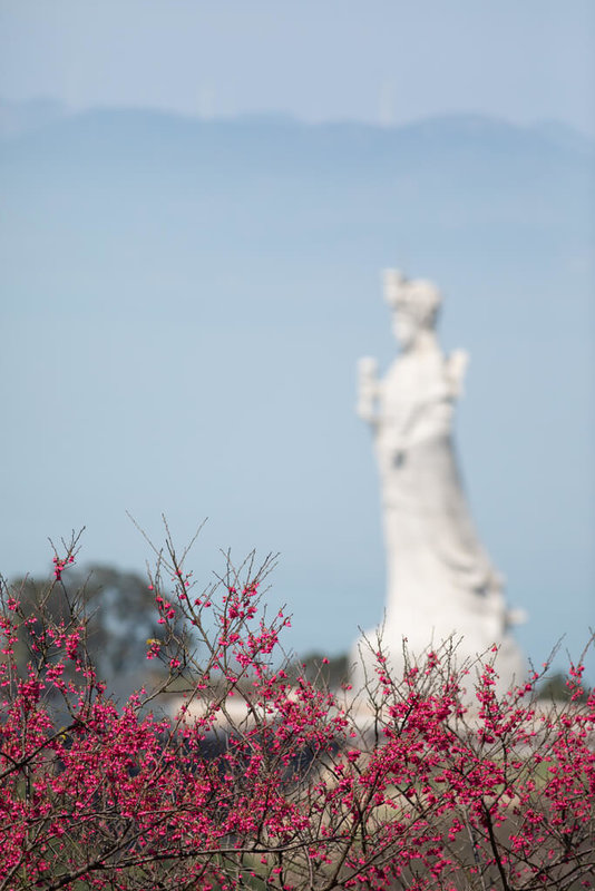 馬祖賞櫻特色在於同時能看到姿態各異的櫻花，以及蔚藍海岸。連江縣政府特以「山海櫻花季」為主打，邀請民眾到馬祖欣賞美景。圖為民國114年櫻花盛開情形。（王建華提供）中央社記者潘欣彤傳真　115年2月18日