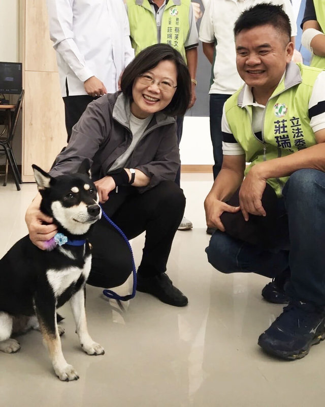 民進黨立委莊瑞雄多年前母親過世，為了幫父親找個伴，領養了「4狗1貓」為家中、服務處、國會辦公室增添滿滿的人氣，柴犬TORO可愛的模樣，讓前總統蔡英文、前副總統陳建仁、行政院長卓榮泰愛不釋手。（立委莊瑞雄國會辦公室提供）中央社記者溫貴香傳真　115年2月18日