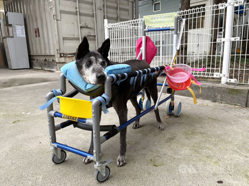 新北中和動物之家動保員余元鴻運用水管、橡膠管、膠帶等簡易材料,根據每隻狗的體型量身定做水管輪椅,幫助殘疾狗狗重新站起來行走。中央社記者曹亞沿攝 115年2月19日