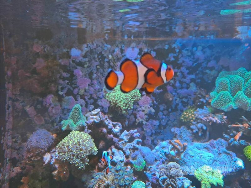 電影海底總動員2003年在台上映，劇中小丑魚尼莫讓人記憶猶新；小丑魚近年一直都是台灣水族市場的熱門觀賞魚種。中央社記者潘智義攝　115年2月19日