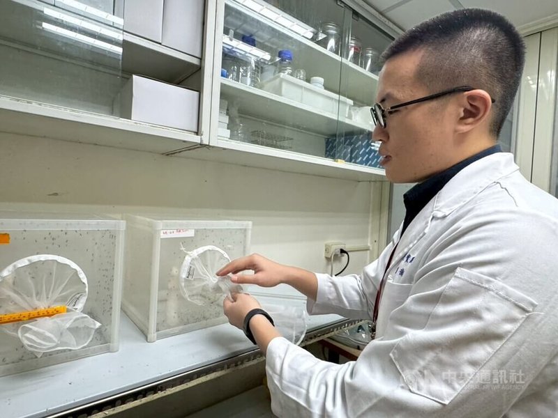 為提供防疫科學依據，衛福部疾管署「病媒實驗室」飼養病媒蚊，研發替代役蔡奕戎說明，為了防止蚊子逃脫，在飼養箱外裝有層層防護。中央社記者曾以寧攝 115年2月19日
