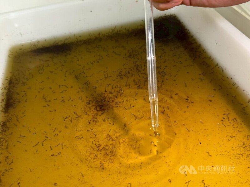 衛福部疾管署「病媒實驗室」飼養病媒蚊以利研究，研究團隊說明，蟲卵在水中孵化為幼蟲後，如需移到其他飼養環境，會以滴管進行。中央社記者曾以寧攝 115年2月19日