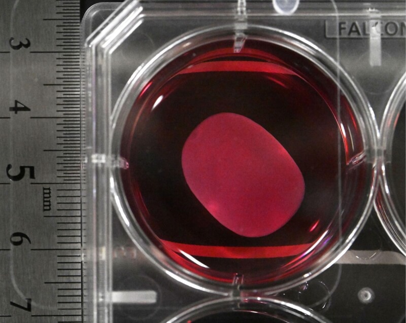 圖為由iPS細胞製成的心肌片。（共同社）