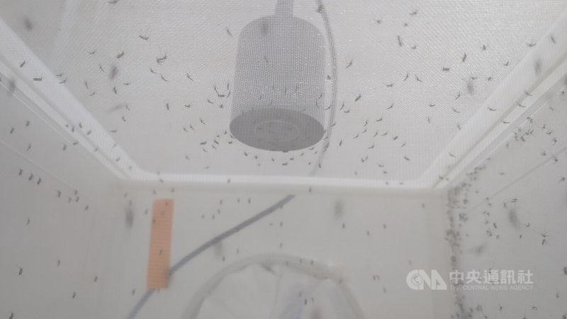 衛福部疾管署「病媒實驗室」隨時養著上萬隻病媒蚊，這群小住客在網箱中受到定溫定濕的精細照護，為防疫提供科學依據。中央社記者曾以寧攝 115年2月19日