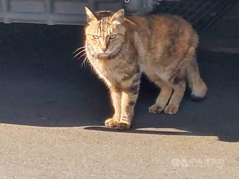 獸醫師表示,貓與陌生人保持安全距離是正常反應;但母貓生一胎小貓,每隻個性大概都不同,有的較親人、有的怕人。而在便利超商旁生活的貓常見到人,也常有人餵食,使牠較不怕人。中央社記者潘智義攝 115年2月20日