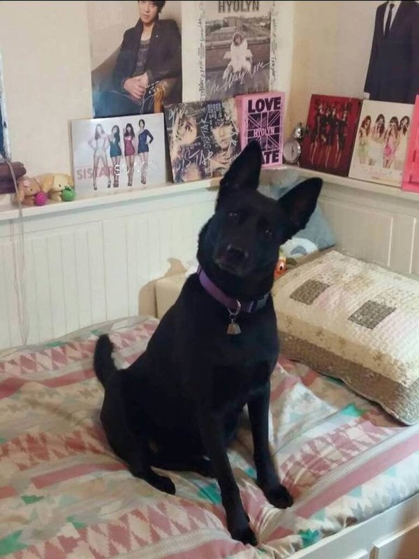 一名追星族自2019年韓國演藝圈爆出性犯罪事件後，把所有心力都投入課業，幾乎停止追星，結果卻出乎意料跌入憂鬱。（讀者提供示意圖）中央社記者陳婕翎傳真　115年2月20日