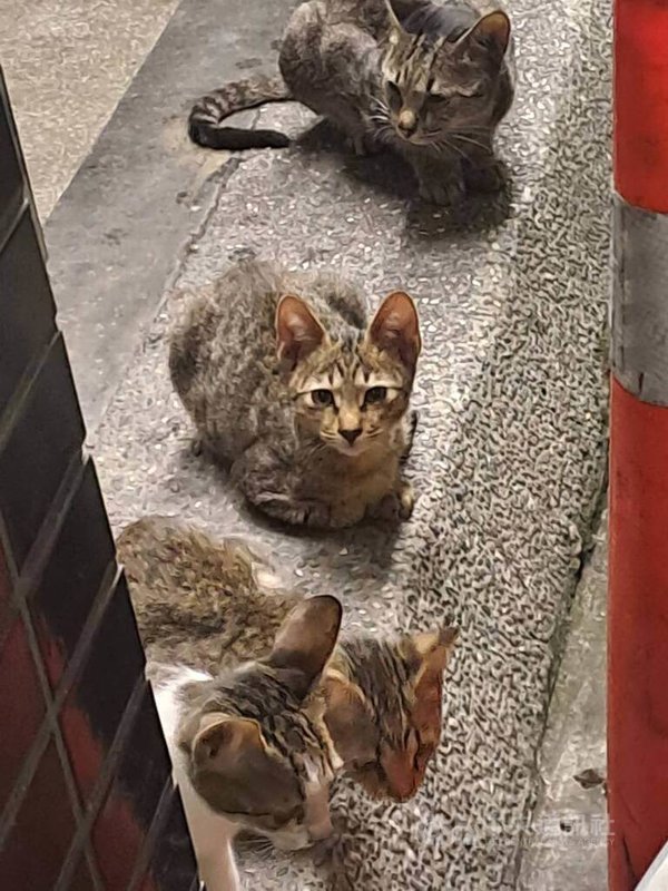 有人說貓咪只有一天記憶，第1天餵食過貓的人，第2天手中沒食物，貓就忘了他。獸醫師表示，這是錯覺，貓有長期記憶，只是貓首先注意的是餵食者手中的食物，並非餵食者。中央社記者潘智義攝　115年2月20日