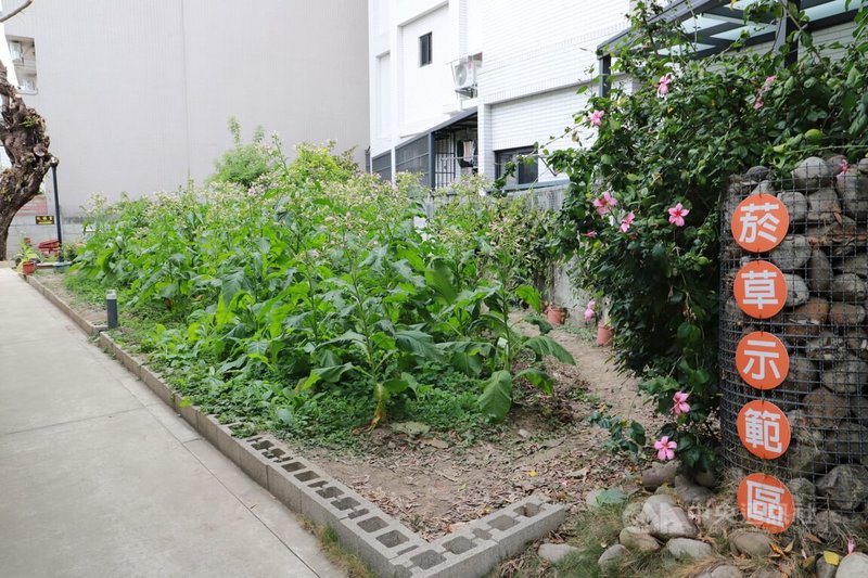 台中太平買菸場興建於1955年，見證在地菸葉歷史，改建為重要藝文場域後，館內還能觀賞菸葉植栽。中央社記者蘇木春攝　115年2月21日