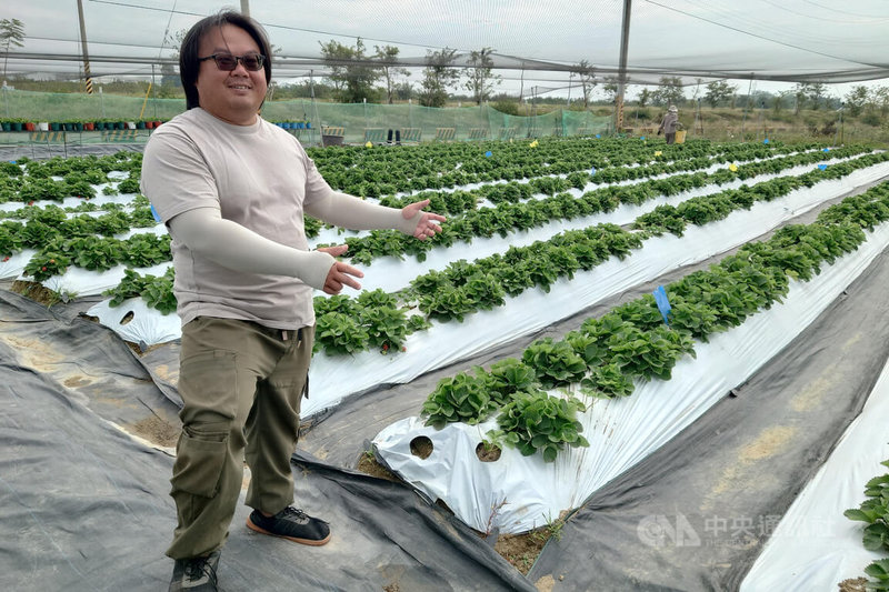 台南市歸仁區青農不曾就讀農業相關科系，也非農家子弟出身，靠著農民學院課程及到農場實習，返鄉租地霧農，近年投入友善栽培農法種植草莓。中央社記者楊思瑞攝 115年2月21日