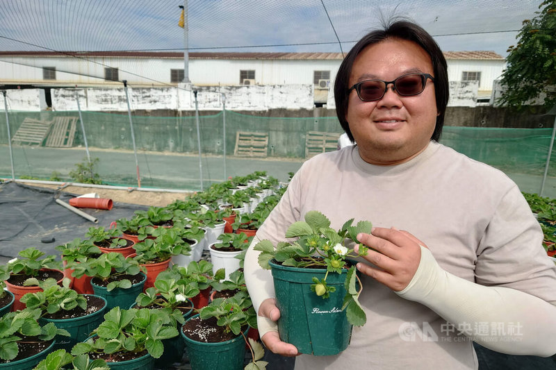 台南市歸仁區近年出現多家草莓農場，成為新興草莓產業群聚處，首批投入的青農張清文（圖）原本是學電機電子，因喜愛戶外活動決定轉行務農。中央社記者楊思瑞攝 115年2月21日