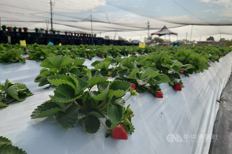 台南市歸仁區近年陸續有青農投入草莓栽種,歸仁區農會在115年首次推出草莓季活動,向民眾宣告歸仁區莓產業已具一定規模。中央社記者楊思瑞攝 115年2月21日