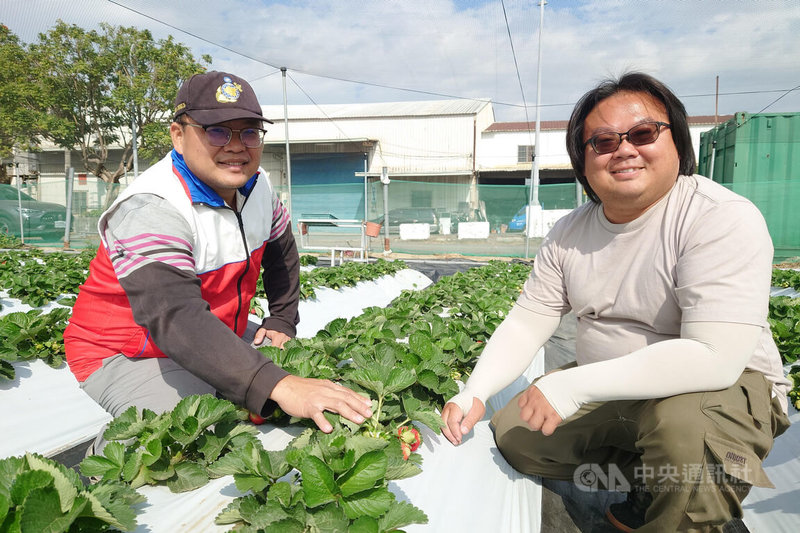 台南市歸仁區以往幾乎沒有草莓產業，近年多名青農投入栽種，其中青農張清文（右）打造友善栽培果園。中央社記者楊思瑞攝 115年2月21日
