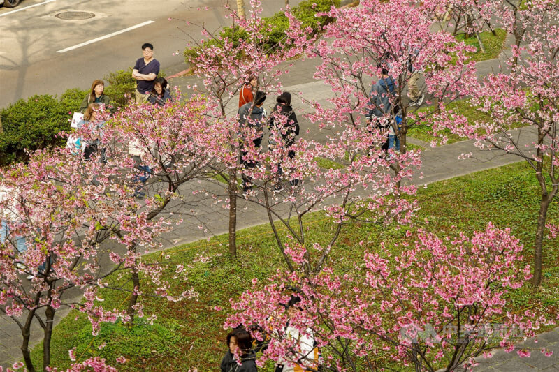 中央氣象署表示，21日年初五至24日白天各地早晚仍涼，日夜溫差大；各地天氣大致為多雲到晴，東半部地區及恆春半島有局部短暫陣雨。民眾把握好天氣，下午前往台北市三重世貿公園散步賞櫻。中央社記者裴禛攝　115年2月21日