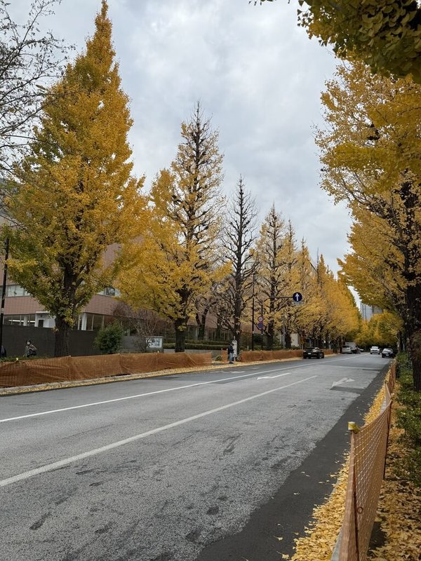 林試所副所長吳孟玲說，優良苗木即非斷頭苗、根系良好（螺旋狀盤根長大會倒）、樹幹是單一中央主幹、活冠比60%，可健康長久生長，日本因此景觀一致性高。（林試所副所長吳孟玲提供）中央社記者楊淑閔傳真　115年2月21日