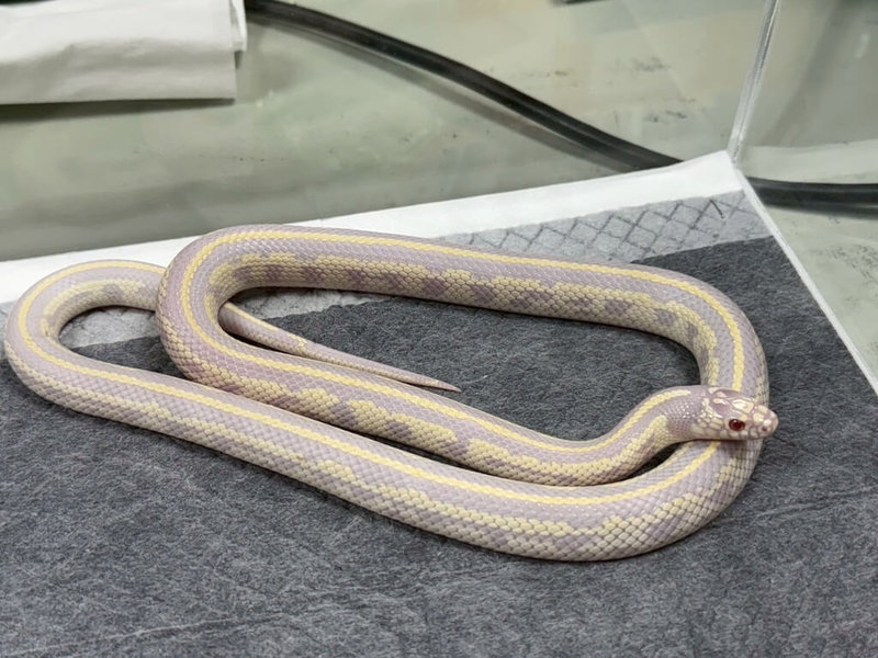 民眾飼養非犬貓特殊寵物數量逐年上升，除了常見的鸚鵡、鼠兔，兩棲類也大幅增加，包括盾甲蜥、烏龜、王蛇、玉米蛇、球蟒等，桃園市政府動物保護處透過舉辦特寵認養活動替特寵找家。（桃園市動保處提供）中央社記者葉臻傳真　115年2月22日