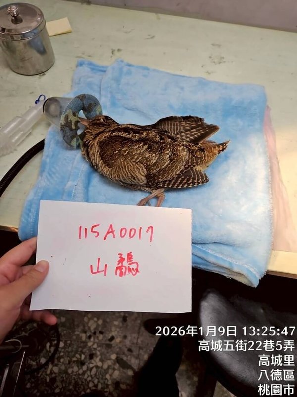桃園市野鳥學會成立非營利野生動物診所，處理不只鳥類的野生動物救傷，圖為因翅膀受傷無法飛行、獲救的山鷸，經診所醫師診療照護，目前已康復。（桃園市野鳥學會附設非營利野生動物診所提供）中央社記者葉臻傳真　115年2月22日