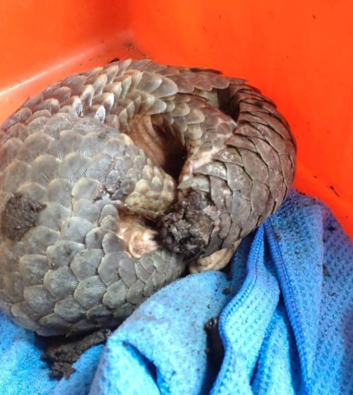 桃園市野鳥學會成立非營利野生動物診所，每年協助2000餘件不只鳥類的野生動物救傷，圖為遭狗咬傷的穿山甲。（桃園市野鳥學會附設非營利野生動物診所提供）中央社記者葉臻傳真　115年2月22日