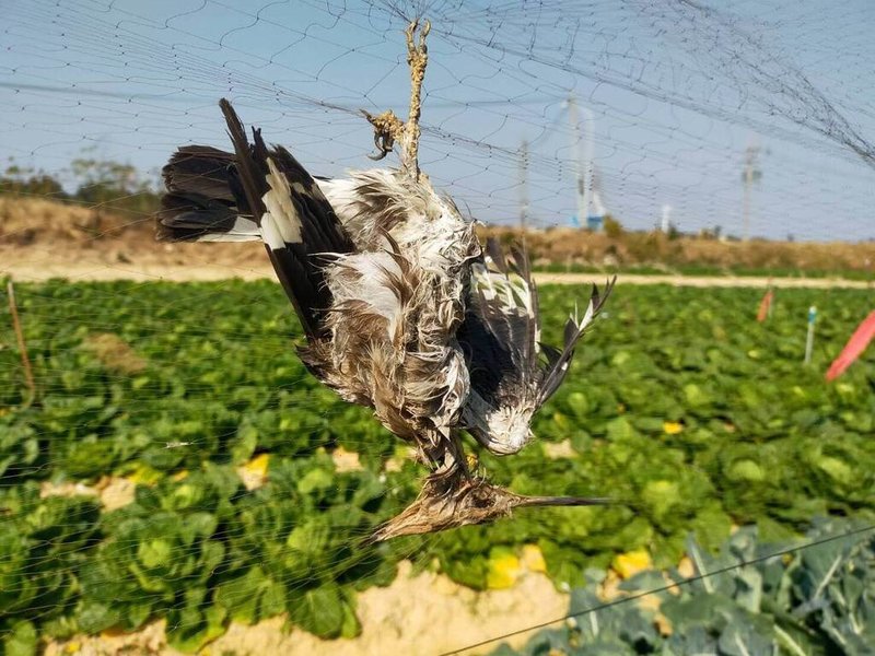 根據金門縣野生動物救援暨保育協會救傷成果報告，金門縣2025年發生多起農田鳥類纏網事件，金門野保協會呼籲，農民如有防鳥需求，可使用貼地網具、較鮮艷鳥網等。圖為被纏網戴勝。（金門縣野生動物救援暨保育協會提供）中央社記者吳玟嶸傳真　115年2月23日